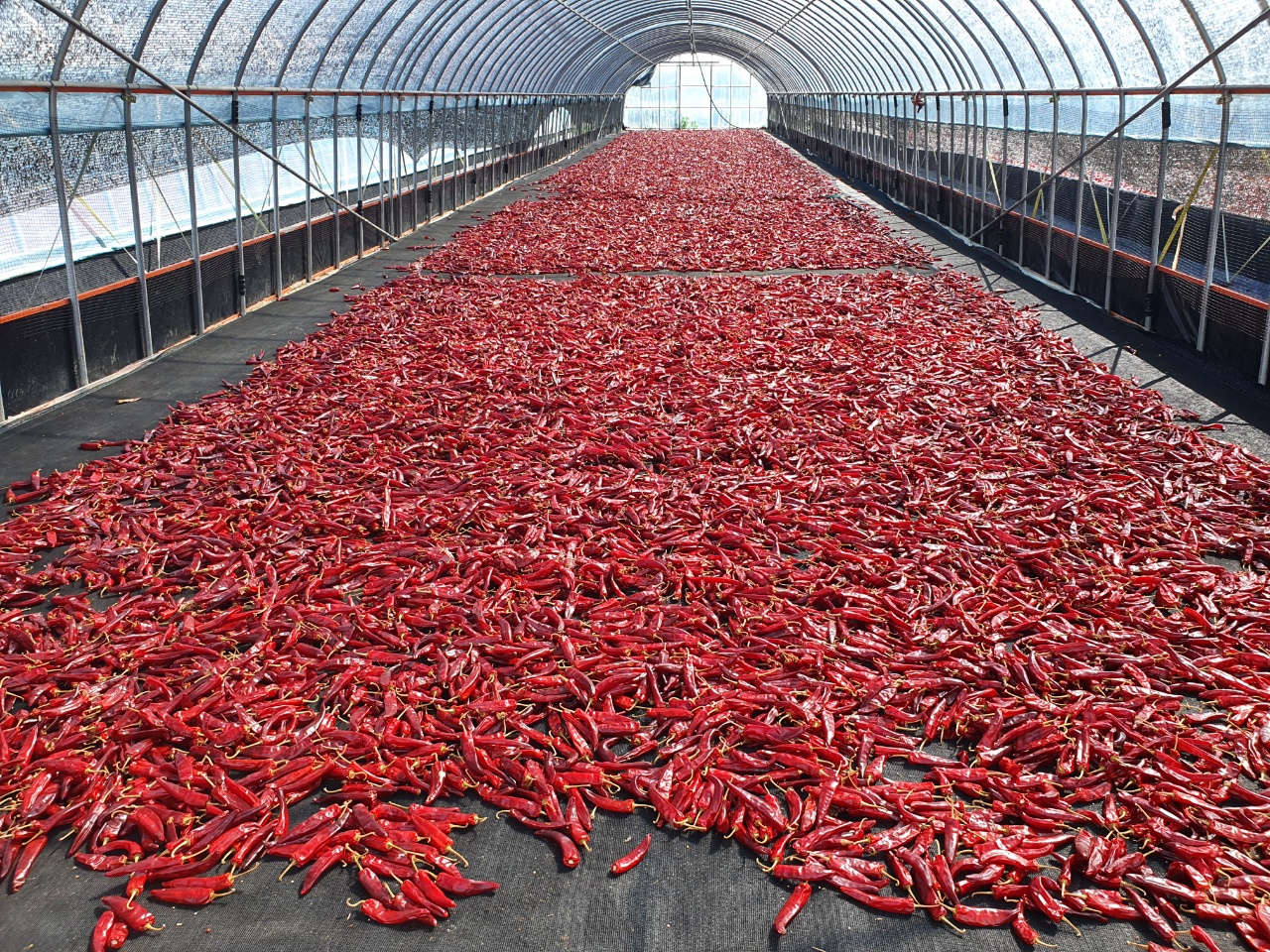 22년산 고창 해풍 고춧가루 (세척,1kg)